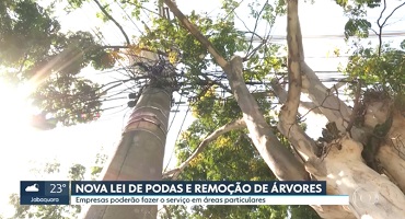 Nova lei de podas de árvores de SP autoriza serviços particulares